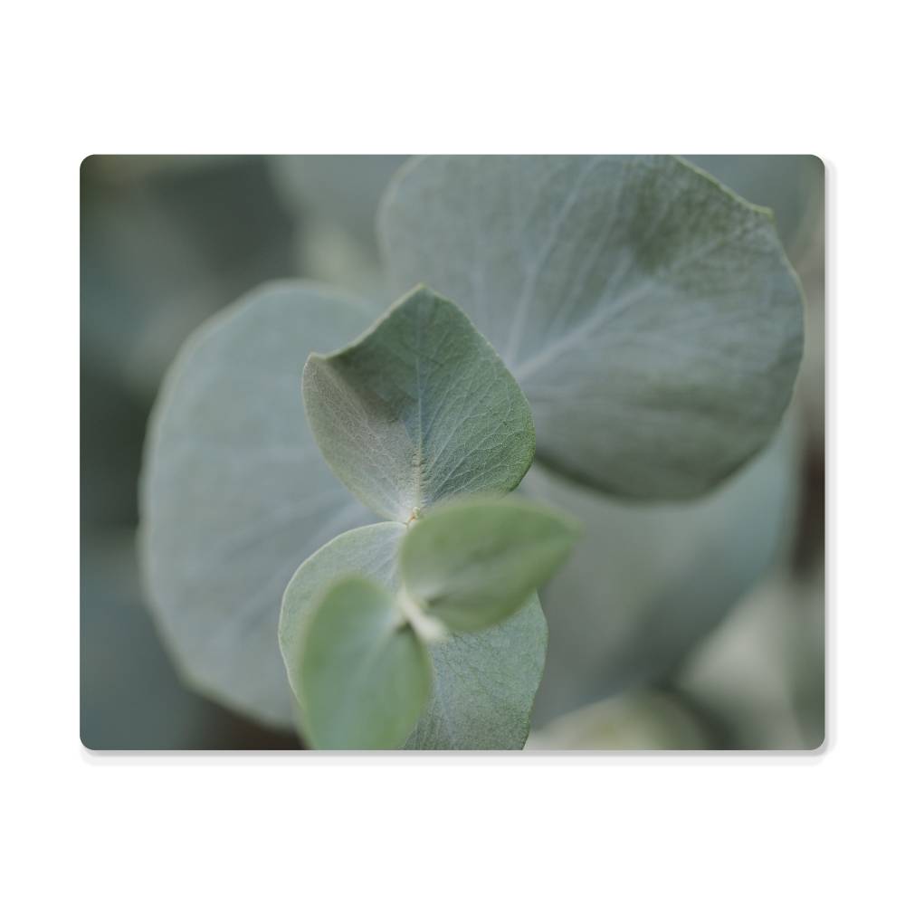 High Gloss Metal Art Print | Green Plant